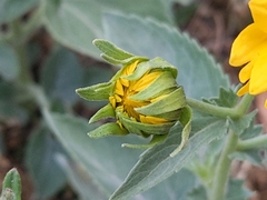 Verbesina encelioides