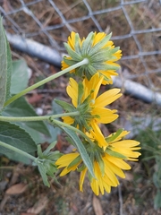 Verbesina encelioides