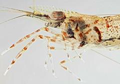 Macrobrachium petersii