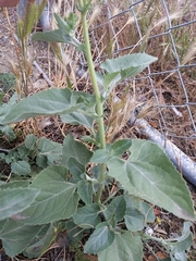 Verbesina encelioides