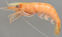 Macrobrachium petersii