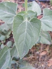 Verbesina encelioides