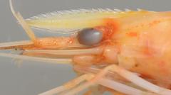 Macrobrachium petersii