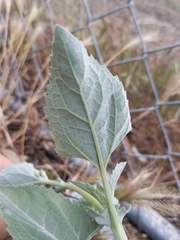 Verbesina encelioides