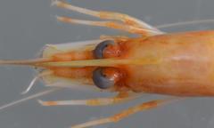 Macrobrachium petersii