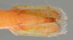 Macrobrachium petersii