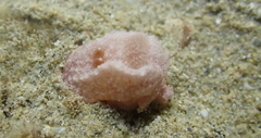 Paliolla