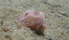 Paliolla