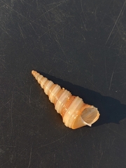 Turritella attenuata