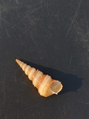 Turritella attenuata