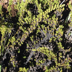 Coprosma ernodeoides