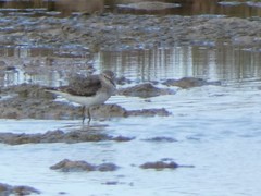 Calidris temminckii
