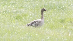 Anser serrirostris rossicus