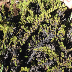 Coprosma ernodeoides