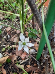 Ornithogalum umbellatum