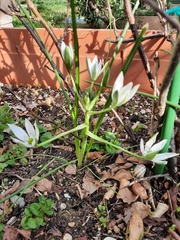 Ornithogalum umbellatum