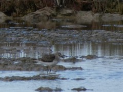 Calidris temminckii
