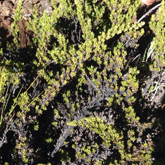 Coprosma ernodeoides