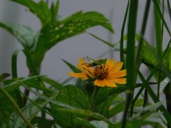 Conocephalus cinereus