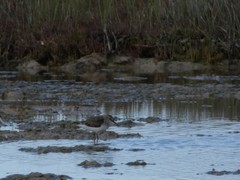 Calidris temminckii