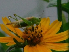 Conocephalus cinereus