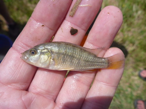 Tweddle's happy (Astatotilapia tweddlei) — Cichlidae — 5
