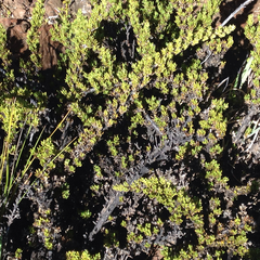 Coprosma ernodeoides