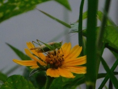 Conocephalus cinereus