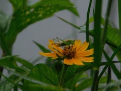 Conocephalus cinereus