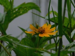 Conocephalus cinereus