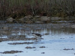 Calidris temminckii