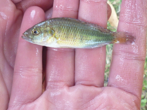 Tweddle's happy (Astatotilapia tweddlei) — Cichlidae — 2