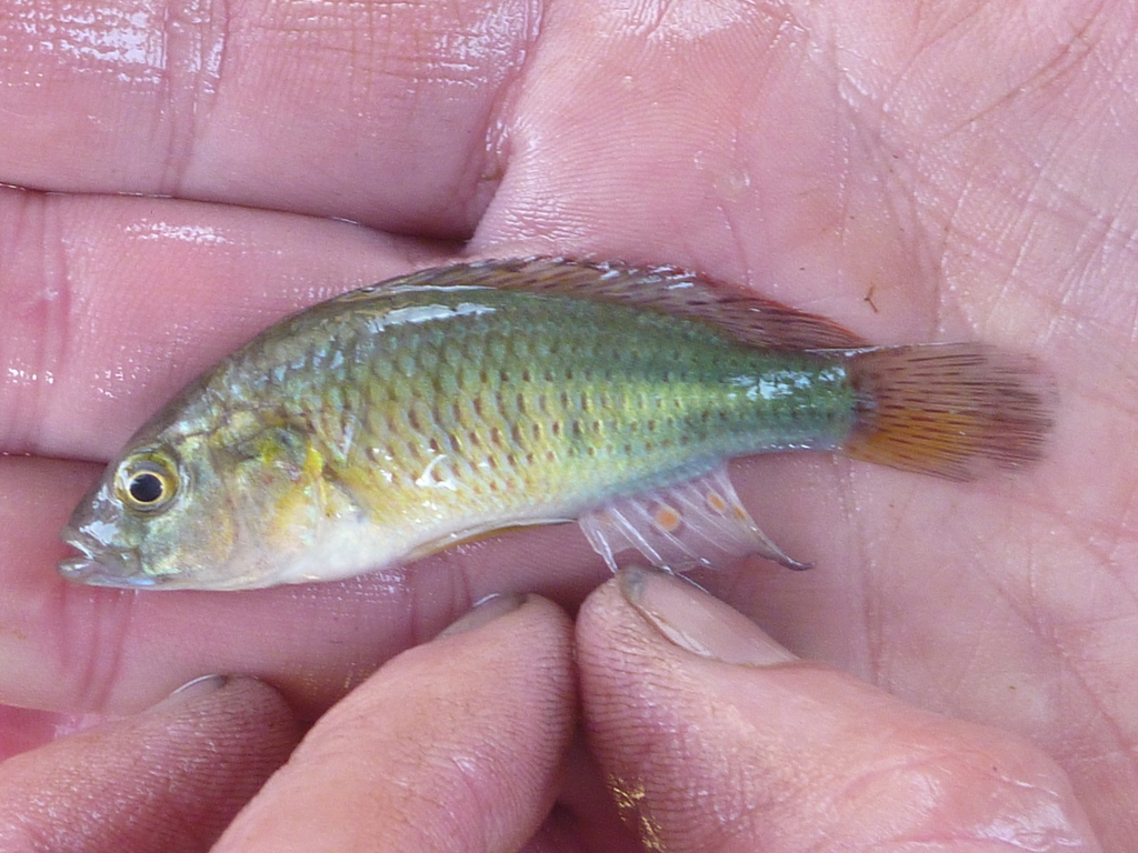Tweddle's happy (Astatotilapia tweddlei) — Cichlidae