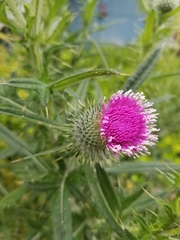 Cirsium vulgare