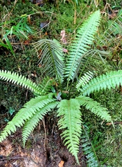 Plagiogyria stenoptera