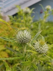 Cirsium vulgare
