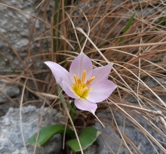 Tulipa saxatilis