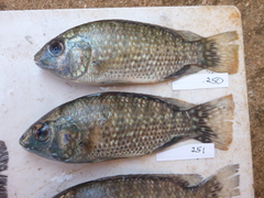 Oreochromis leucostictus