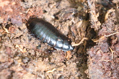 Panesthiinae