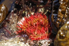 Cribrinopsis albopunctata