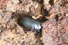 Panesthiinae