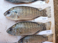Oreochromis leucostictus