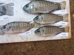 Oreochromis leucostictus