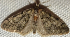 Tephronia sepiaria