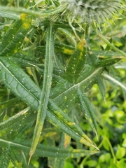 Cirsium vulgare