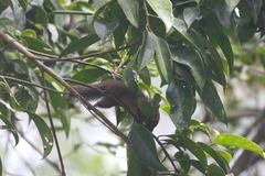 Funambulus obscurus