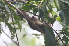Funambulus obscurus