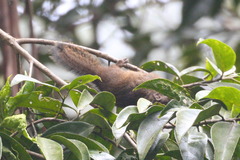Funambulus obscurus