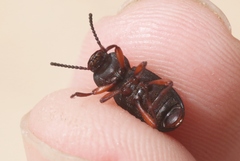 Apsena laticornis