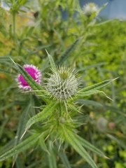 Cirsium vulgare